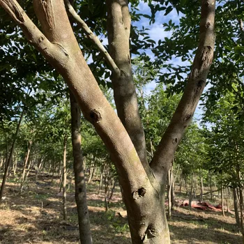 Ouro verde de Verde Chinesa Genuína Kinam Árvore Cultivada Oudh kyara Mais valioso investimento