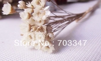 Venda Quente !!! (1800pcs/lote) Mini Flores Secas Para Decoração